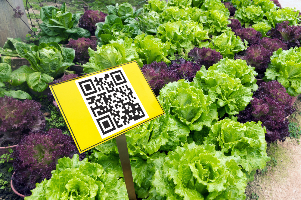 QR code label for lettuce. Image credit: Zapp2Photo / Shutterstock.com