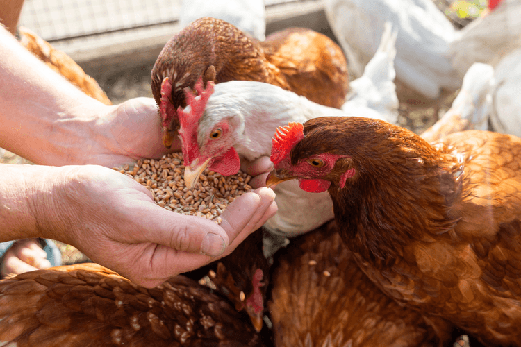 Why Poultry Farmers Are Flocking to AI