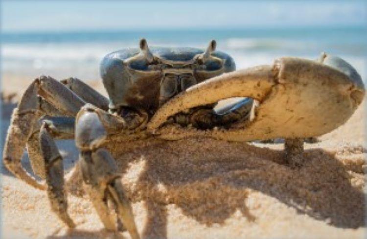 Crustaceans Help Researchers Develop Safer, Effective, More Eco-Friendly Alternatives to Existing Sunscreens