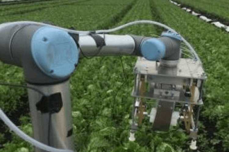 ‘Vegebot’ Autonomously Harvests Iceberg Lettuce