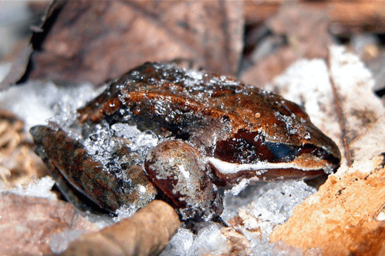 These Frogs May Be the Key to the Future of Cryogenics and Organ Transplants