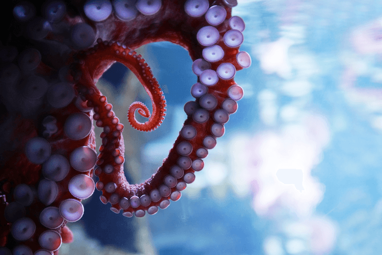 Reconnecting with Nature’s R&D: How Biomimicry is Solving Modern Problems