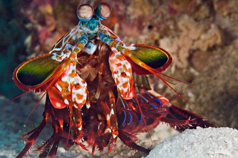 U.S. Army Builds “Shrimp” Robot with the World’s Strongest Punch Relative to Size