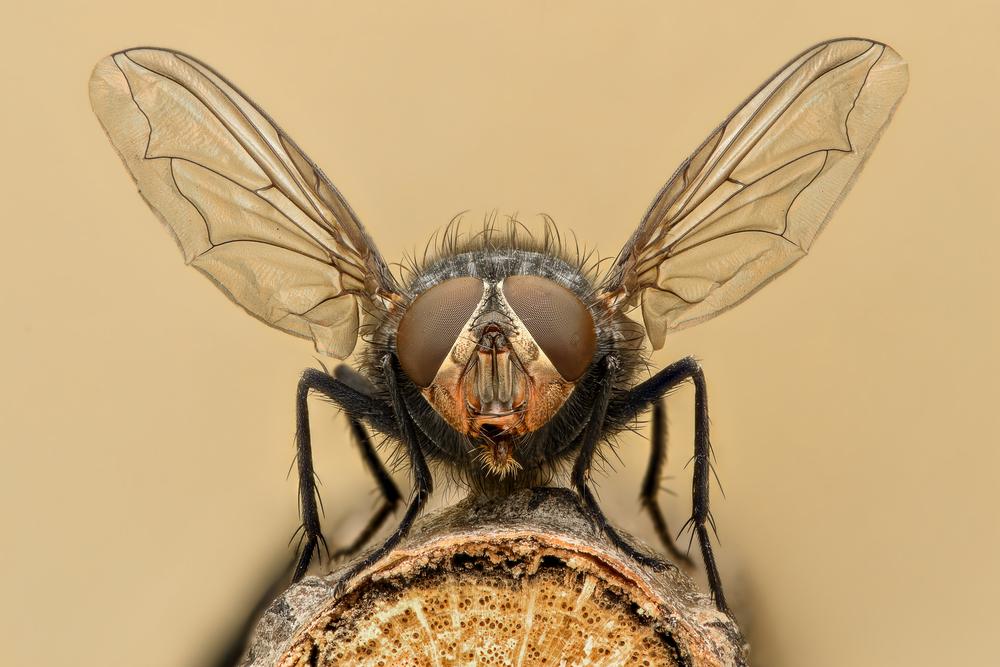 Scientists Explore Turning Flies into Degradable Plastics