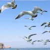 Jiayin Chen