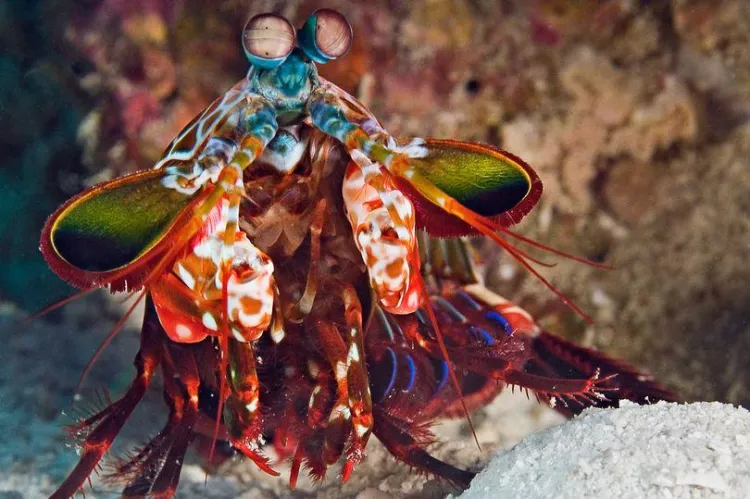 U.S. Army Builds &ldquo;Shrimp&rdquo; Robot with the World&rsquo;s Strongest Punch Relative to Size