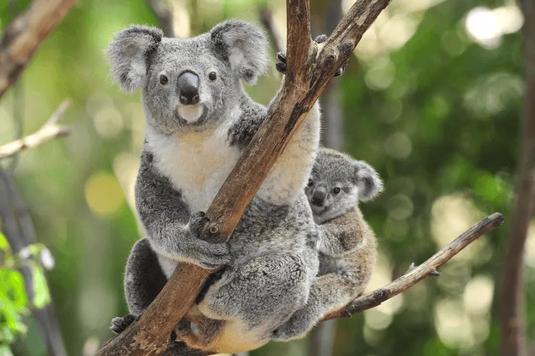 4 Ways Technology Is Saving Koalas After Australian Bushfires