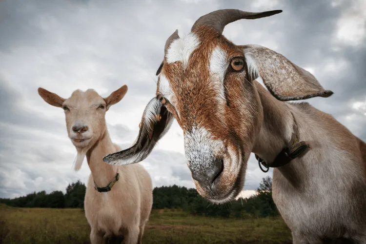 5 Ways Biomimicry Is Driving Smartphone Development