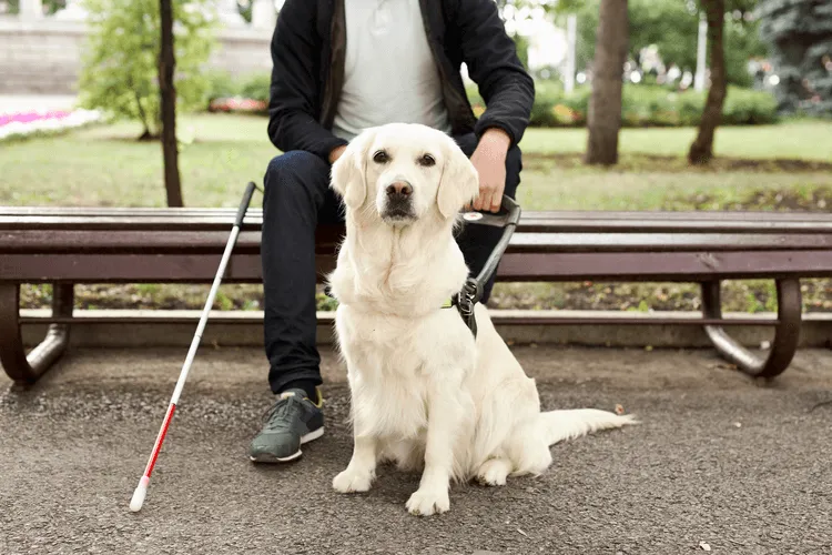 How Service Dogs Communicate with Their Handlers Through Technology