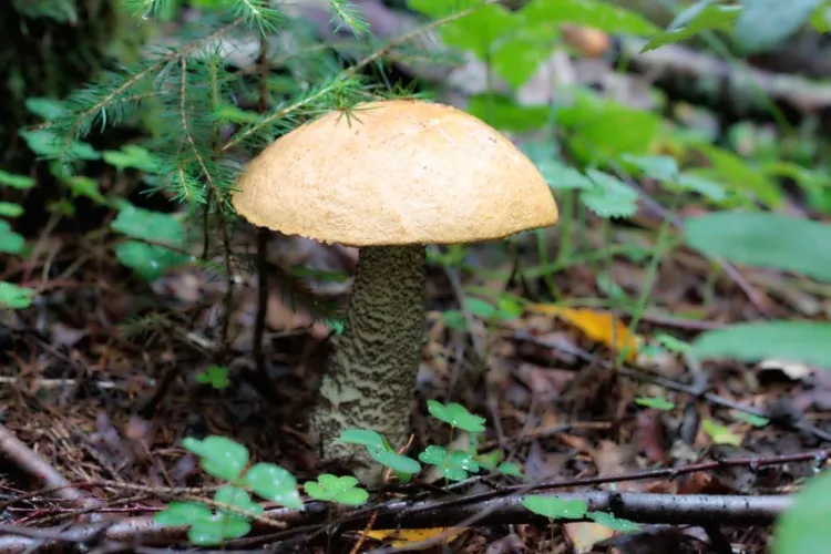 Mushrooms Could Lead to Biodegradable Computer Chips