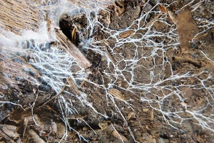 NASA to Grow Habitats in Space from Fungi