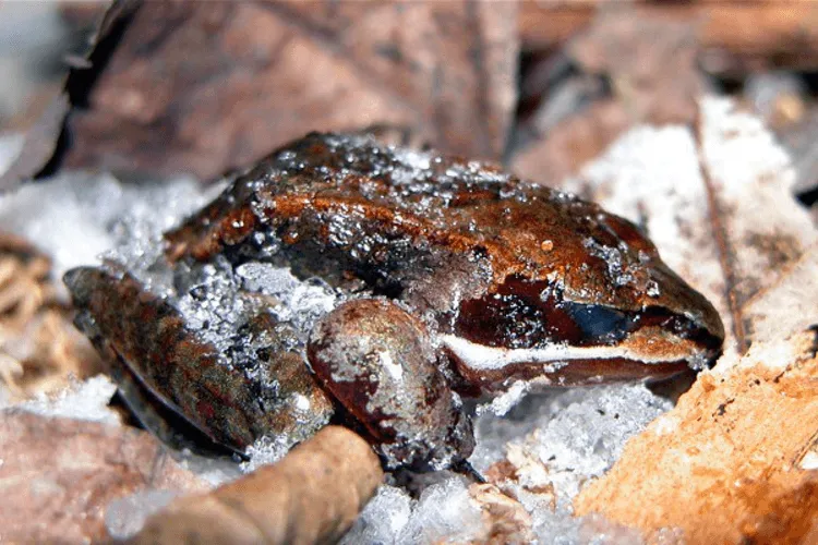 These Frogs May Be the Key to the Future of Cryogenics and Organ Transplants