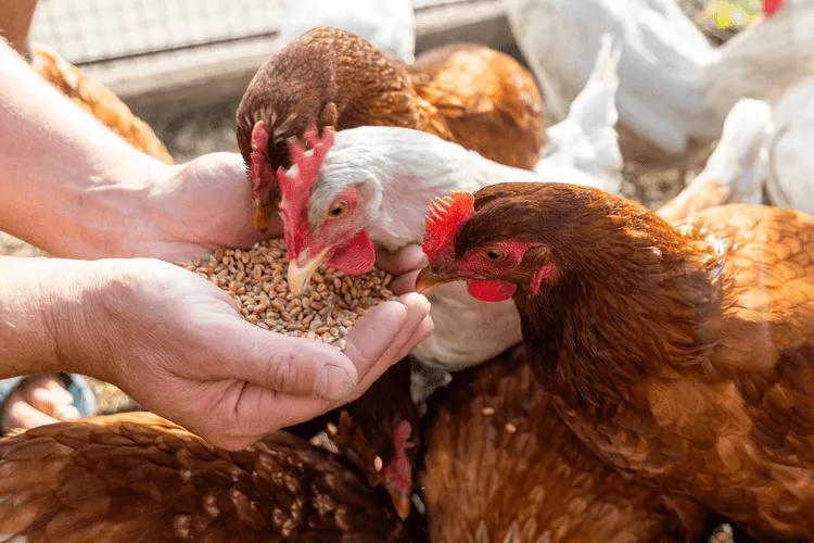 Why Poultry Farmers Are Flocking to AI